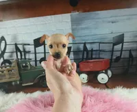 Light fawn girl chi. Hand delivery , a female Chihuahua for sale in Carthage, TX – 2 of 8