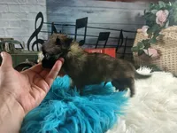Long hair teacup dark boy. Hand Delivery , a male Chihuahua for sale in Carthage, TX – 8 of 10