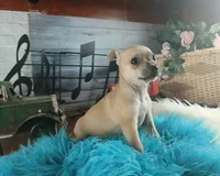 Haleys fawn boy. Hand Delivery , a male Chihuahua for sale in Carthage, TX – 3 of 7