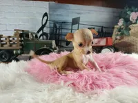 Vanillas fawn teacup girl. Hand Delivery , a female Chihuahua for sale in Carthage, TX – 7 of 10