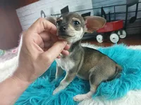 Brown and tan Chi boy. Hand delivery, a male Chihuahua for sale in Carthage, TX – 6 of 7