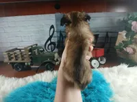 Long hair boy chi light. Hand Delivery , a male Chihuahua for sale in Carthage, TX – 6 of 8