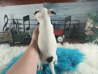 White teacup boy spot. Hand delivery, a male Chihuahua for sale in Carthage, TX – 6 of 6