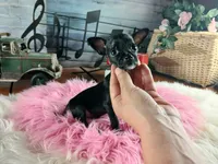 Vanillas black girl. Hand Delivery , a female Chihuahua for sale in Carthage, TX – 5 of 9