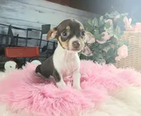 Chocolate teacup freckles girl. Hand delivery, a female Chihuahua for sale in Carthage, TX – 6 of 7