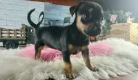 Autumns blk tan girl. Hand Delivery , a female Chihuahua for sale in Carthage, TX – 2 of 6