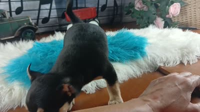 Blk tan tri boy B Hand Delivery , a male Chihuahua for sale in Carthage, TX – 7 of 7