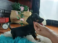 Suzies black n tan boy. Hand Delivery , a male Miniature Dachshund for sale in Carthage, TX – 2 of 6