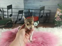 Chocolate teacup girl.  Hand delivery, a female Chihuahua for sale in Carthage, TX – 6 of 7