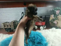 Long hair teacup dark boy. Hand Delivery , a male Chihuahua for sale in Carthage, TX – 2 of 10
