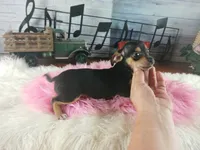 Blk tan tri girl Hand Delivery , a female Chihuahua for sale in Carthage, TX – 6 of 8
