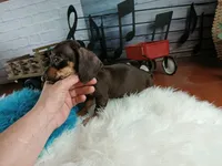 Suzies chocolate boy. Hand Delivery , a male Miniature Dachshund for sale in Carthage, TX – 3 of 7