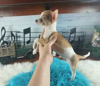 Teacup fawn white boy. Hand Delivery , a male Chihuahua for sale in Carthage, TX – 6 of 10