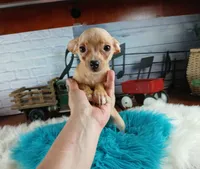 Autumns fawn boy. Hand Delivery , a male Chihuahua for sale in Carthage, TX – 5 of 8
