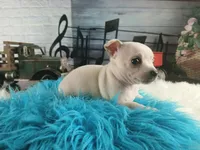 Haleys Cream boy. Hand Delivery , a male Chihuahua for sale in Carthage, TX – 5 of 8
