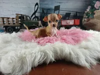 Vanillas fawn teacup girl. Hand Delivery , a female Chihuahua for sale in Carthage, TX – 8 of 10