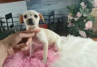 White Chi girl 2. Hand delivery, a female Chihuahua for sale in Carthage, TX – 5 of 7