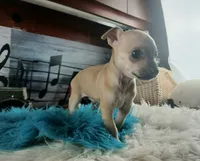 Haleys fawn boy. Hand Delivery , a male Chihuahua for sale in Carthage, TX – 1 of 7