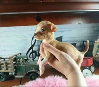 Vanillas fawn teacup girl. Hand Delivery , a female Chihuahua for sale in Carthage, TX – 2 of 10