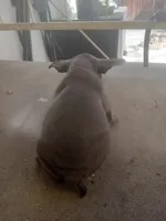 Bugzy, a male French Bulldog and American Bully for sale in San Bernardino, CA – Photo 4 of 10