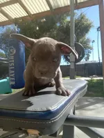 Bugzy, a male French Bulldog and American Bully for sale in San Bernardino, CA – Photo 2 of 10