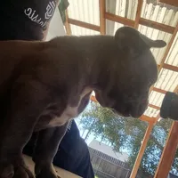 Bugzy, a male French Bulldog and American Bully for sale in San Bernardino, CA – Photo 5 of 10