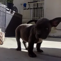 Bugzy, a male French Bulldog and American Bully for sale in San Bernardino, CA – Photo 9 of 10