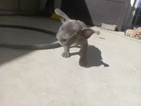 Bugzy, a male French Bulldog and American Bully for sale in San Bernardino, CA – Photo 10 of 10