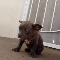 Bugzy, a male French Bulldog and American Bully for sale in San Bernardino, CA – Photo 6 of 10