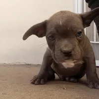 Bugzy, a male French Bulldog and American Bully for sale in San Bernardino, CA – Photo 3 of 10