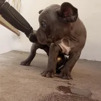 Bugzy, a male French Bulldog and American Bully for sale in San Bernardino, CA – Photo 7 of 10