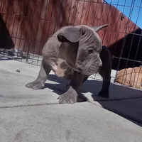 Bugzy, a male French Bulldog and American Bully for sale in San Bernardino, CA – Photo 8 of 10