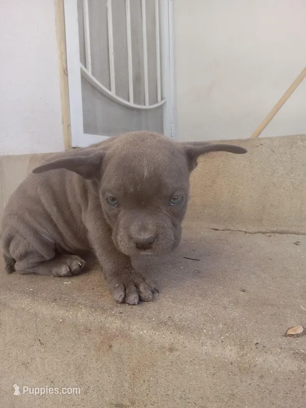 Bugzy – French Bulldog, American Bully puppy for sale in San Bernardino, CA