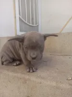 Bugzy, a male French Bulldog and American Bully for sale in San Bernardino, CA – Photo 1 of 10