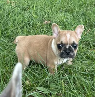 Bruno❗️, a male French Bulldog for sale in Benson, MN – 4 of 4