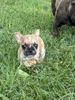 Bruno❗️, a male French Bulldog for sale in Benson, MN – 2 of 4