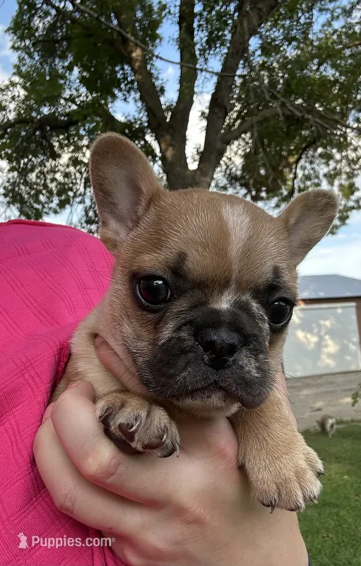 Bruno❗️ – French Bulldog puppy for sale in Benson, MN