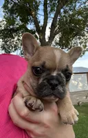 Bruno❗️, a male French Bulldog for sale in Benson, MN – 1 of 4