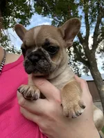 Bruno❗️, a male French Bulldog for sale in Benson, MN – 3 of 4