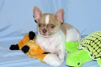 Devin- AKC smoothcoat Male, a male Chihuahua for sale in Abingdon, VA – 7 of 10