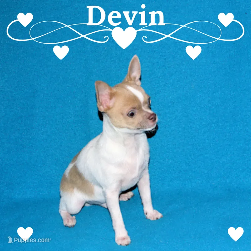 Devin- AKC smoothcoat Male – Chihuahua puppy for sale in Abingdon, VA