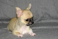 Parker- AKC Smoothcoat M, a male Chihuahua for sale in Abingdon, VA – 3 of 9