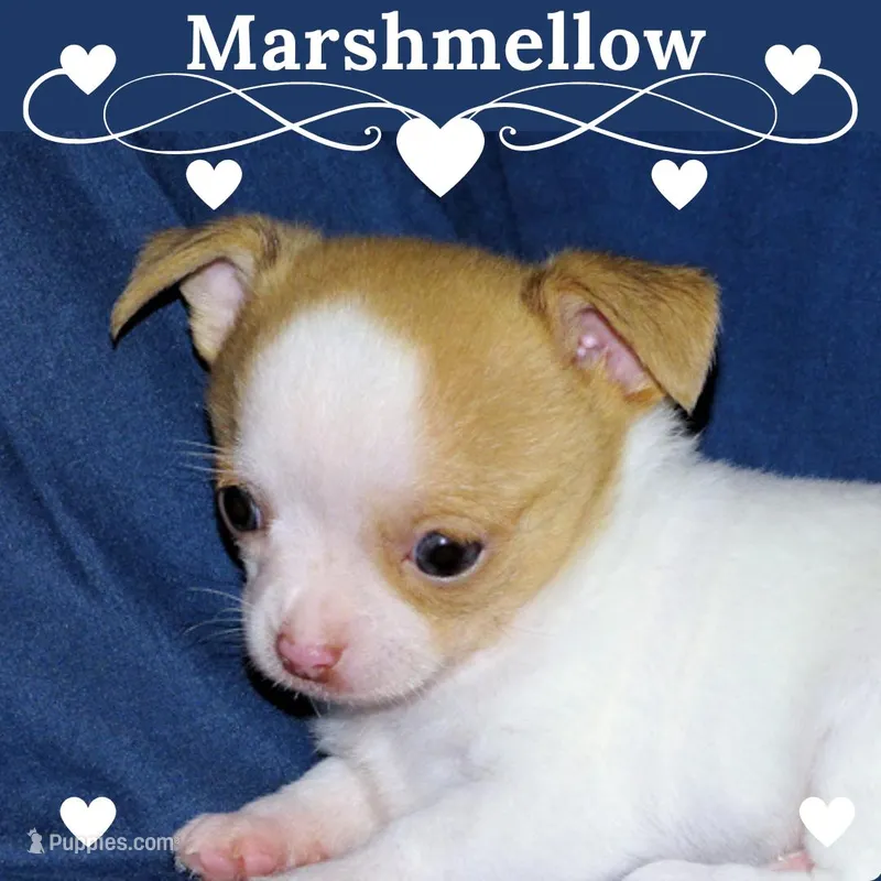 Marshmallow-AKC Smoothcoat M – Chihuahua puppy for sale in Abingdon, VA