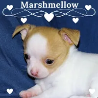 Marshmallow-AKC Smoothcoat M, a male Chihuahua for sale in Abingdon, VA – Photo 1 of 7