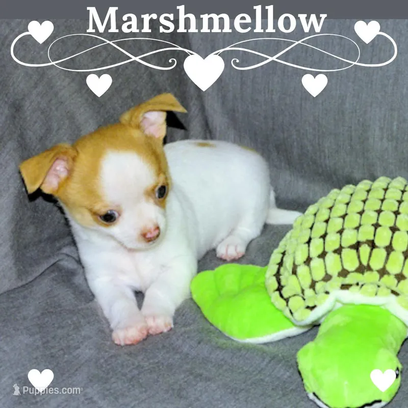 Marshmallow-AKC Smoothcoat M – Chihuahua puppy for sale in Abingdon, VA