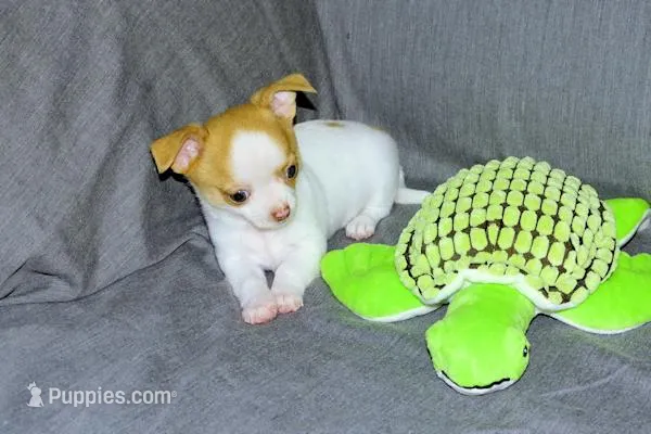 Marshmallow-AKC Smoothcoat M – Chihuahua puppy for sale in Abingdon, VA