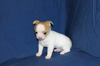 Marshmallow-AKC Smoothcoat M, a male Chihuahua for sale in Abingdon, VA – Photo 2 of 7