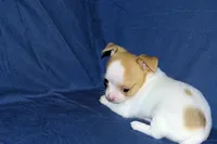 Marshmallow-AKC Smoothcoat M, a male Chihuahua for sale in Abingdon, VA – Photo 7 of 7