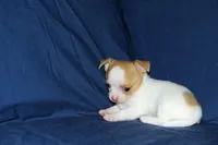 Marshmallow-AKC Smoothcoat M, a male Chihuahua for sale in Abingdon, VA – Photo 5 of 7