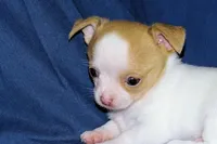 Marshmallow-AKC Smoothcoat M, a male Chihuahua for sale in Abingdon, VA – Photo 6 of 7